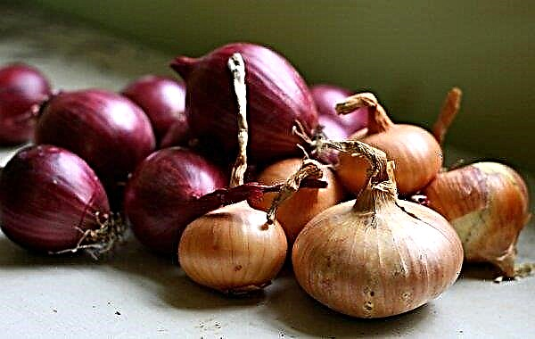 Why do you want to eat onions: the main reasons for what is missing in the body