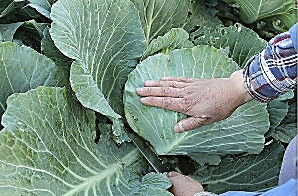 Variety cabbage Etma: description and characteristics of the variety, harvest characteristics, harvest use, photo