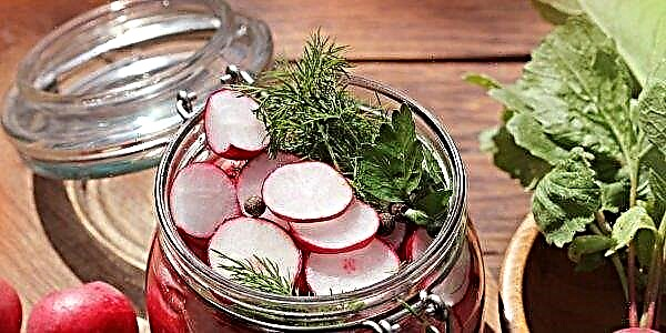 Pickled radishes for the winter: a recipe with photos and videos