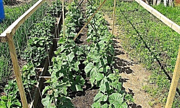 Planting cucumbers in open ground seeds: when and how to plant, especially care