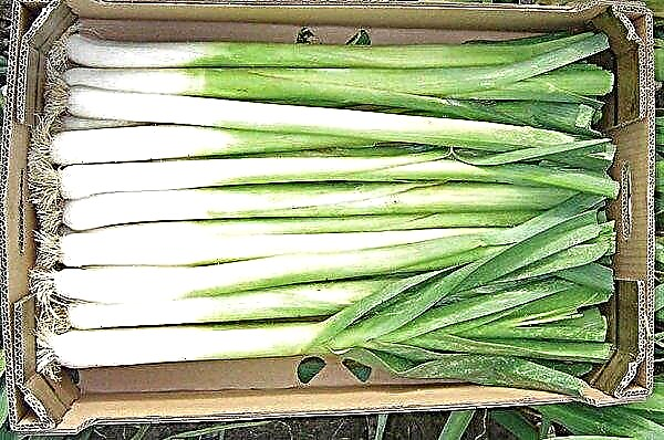 Leek: growing from seeds at home, description and characteristics, care features, video
