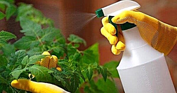Gosenice na paradižniku: kaj storiti in kako se boriti, znebiti se s pomočjo zdravil in ljudskih zdravil, metode predelave