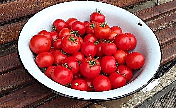 トマト「リュバシャf1」：品種の特徴と説明、写真、収量、植栽と手入れ