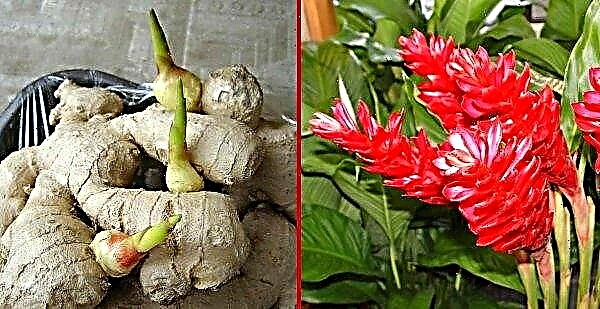 What is ginger: what does a plant look like in nature, where does it grow, how does it bloom and what is beneficial