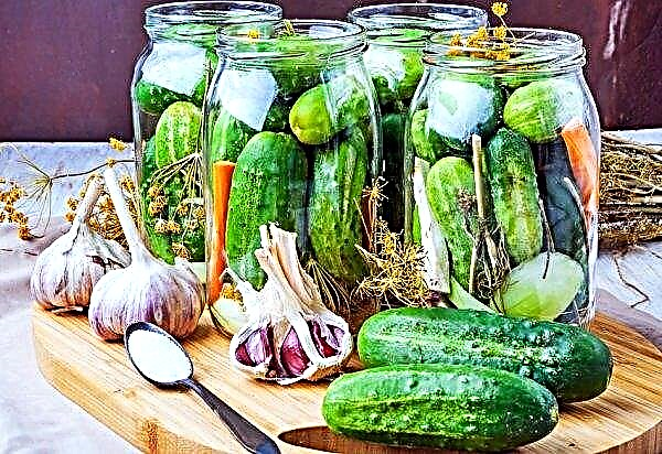 Cucumber blanks for winter without sterilization: the best recipes with photos, useful tips