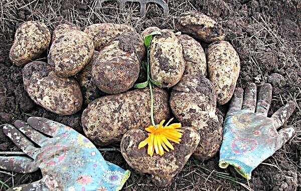 Potato Golubizna: popis odrůdy s fotografií, charakteristikami, chutí a zráním, pěstováním a péčí, videem, recenzemi