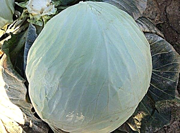 Galaxy cabbage: features and characteristics, pros and cons, agricultural technology, planting and care, photo