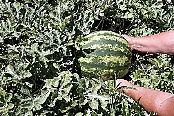 Wassermelonenproduzent: Beschreibung und Eigenschaften der Sorte, Anbau und Pflege, Ertrag, Foto