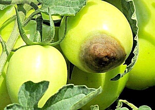 Tomate “Pantano”: características y descripción de la variedad, rendimiento, cultivo y cuidado, foto