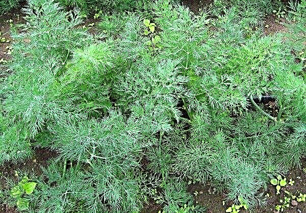 Powdery mildew on dill: how to fight, than to spray?