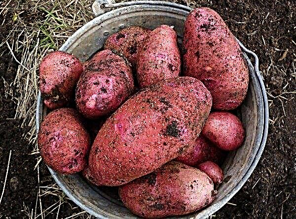 أصناف البطاطس أليونا: الخصائص الرئيسية والوصف ، الزراعة والرعاية الزراعية ، الصورة