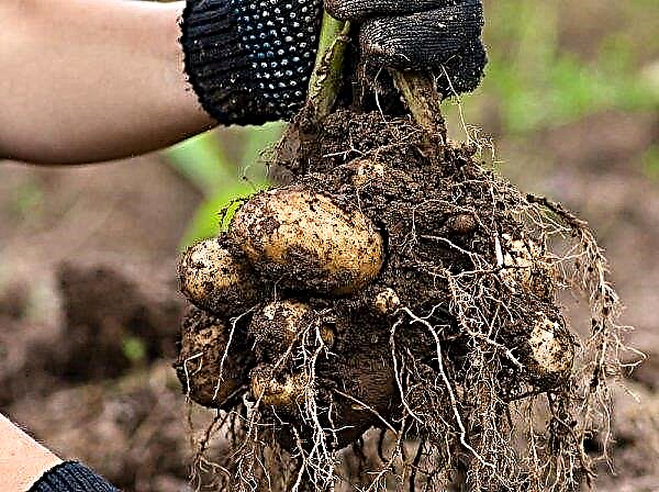 Картопля сорту Фермер: опис, характеристика і вирощування сорту, особливості посадки і догляду