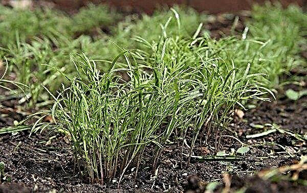 Dill Alligator: characteristics and description of the variety, photo, cultivation and care, reviews