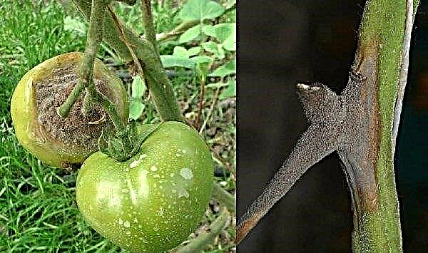 Sådan behandles tomater med strålende grøn og jod: opskrifter og optimal timing af sprøjtning, video