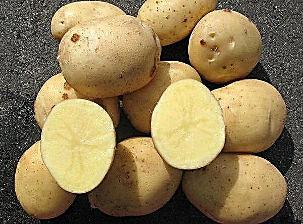 Potato variety Elmundo: botanical description and characteristics, pros and cons, features of planting and care, photo