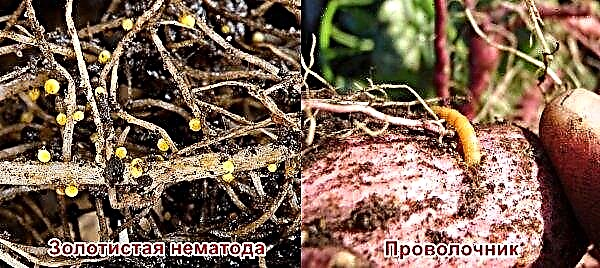 Kamensky de batata: características e descrição, vantagens e desvantagens da variedade, plantio e cuidado, foto