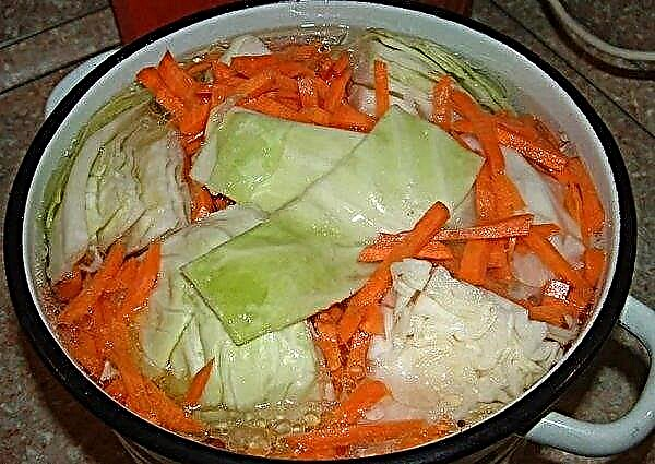 How much salt and carrots are needed when pickling cabbage: calculating the proportions
