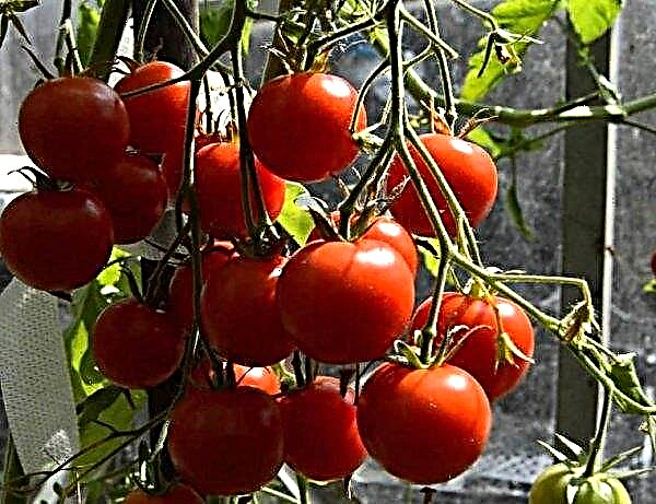 طماطم "Red Guard": خصائص ووصف الصنف ، الصورة ، المحصول ، الزراعة والرعاية