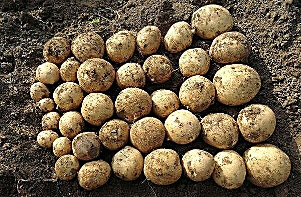 Bulvių veislė „Banba“: savybės ir savybės, bulvių auginimo ir priežiūros bulvių auginimo technika, nuotrauka