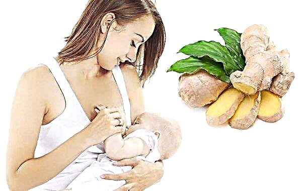 Ingver za dojenje: ali je mogoče uporabiti, koristi in škode, kontraindikacije