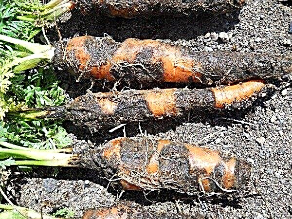 Karotten im Freien pflanzen - wann pflanzen? Samenvorbereitung