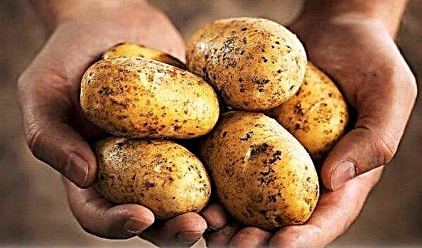 Cultivo de batatas em caixas: recursos tecnológicos e de plantio, mais cuidados