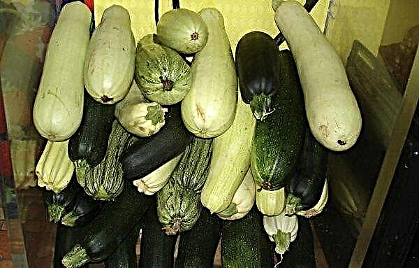 Wie man Zucchini auf Setzlinge pflanzt: Anbau und Pflege, wann man sät, als füttert