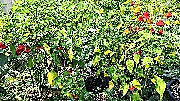 ראש תמנון עץ פלפל ראש השנה: תיאור, מאפייני גידול וטיפול במגוון, צילום