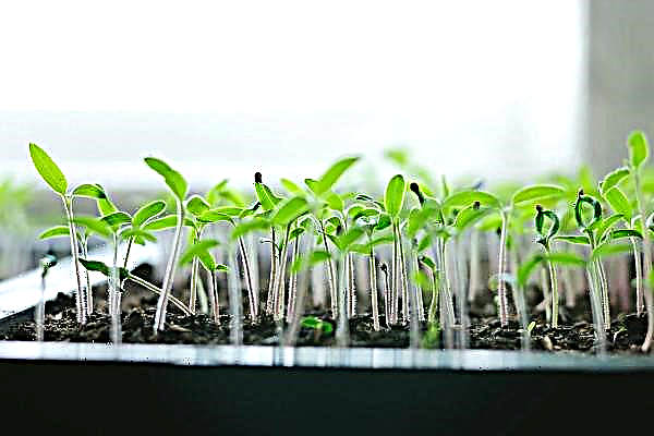 Why don't the seeds germinate? Factors That Affect It