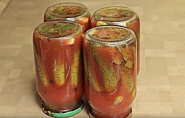 Nakládané okurky na zimu v rajčatové šťávě: nejchutnější recepty, fotografie