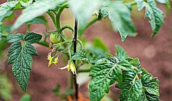 Cladosporiose van tomaten: beschrijving en behandeling met chemische en folkremedies, controlemethoden en preparaten, foto