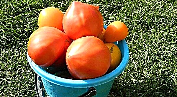 طماطم طماطم تحمل الأصابع: خصائص ووصف الصنف ، الصورة ، المحصول ، الزراعة والرعاية