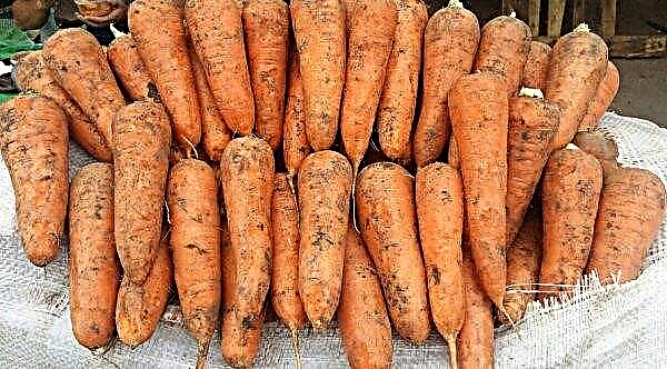 Cordoba F1 carrots: characteristics and description of the variety, features of care and growing at home, photo