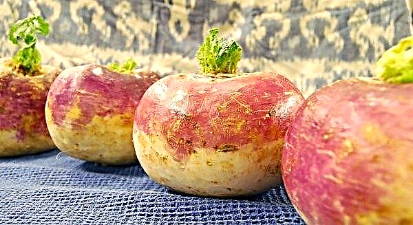 Varieties of turnips: a selection of the best varieties, photo
