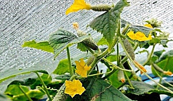Topping cucumbers in a greenhouse with yeast: advantages and disadvantages of the method, how to make a solution and how to process