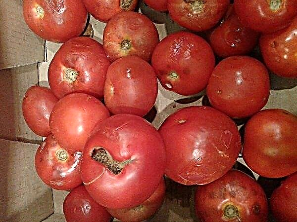 Възможно ли е да съхранявате домати в хладилника: как и къде е по-добре да се съхраняват, срок на годност