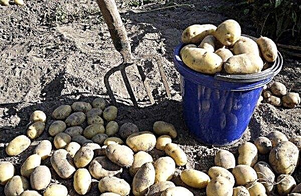 Kapan memanen kentang menurut kalender lunar: tips untuk tukang kebun