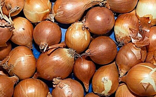 Onion Bamberger: variety descriptions, characteristics and cultivation, care features, photos
