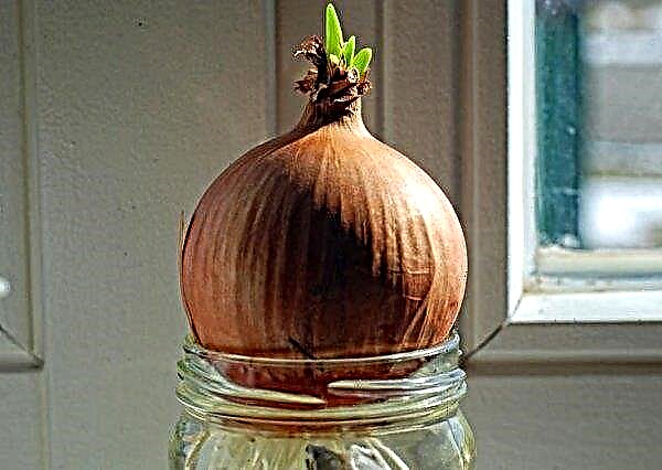 Proper watering of onions (in open ground, in a greenhouse): how often and how to water, features of watering on a feather, after planting