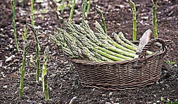 How to prepare asparagus for winter: care features, pruning, sheltering