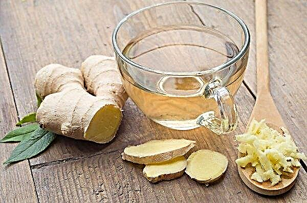 How ginger affects the liver: benefits and harms, contraindications