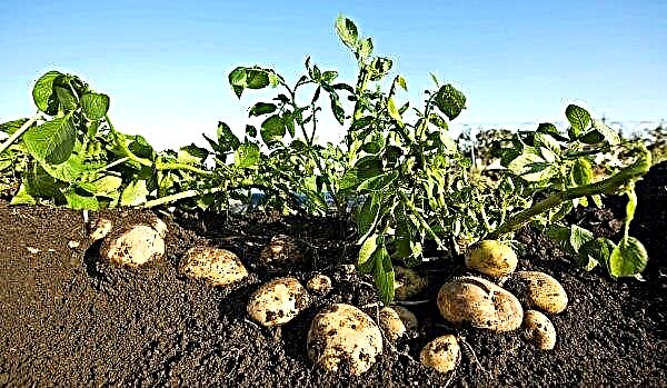 Dessus noirs de pommes de terre: pourquoi et quoi faire, méthodes de lutte