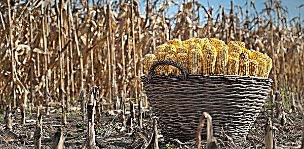 الذرة للحبوب: زراعة التكنولوجيا وشروط حصاد وتخزين المحاصيل والفيديو