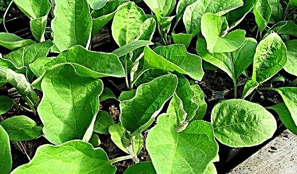 Eggplant Valentine grade: description and features growing, photo