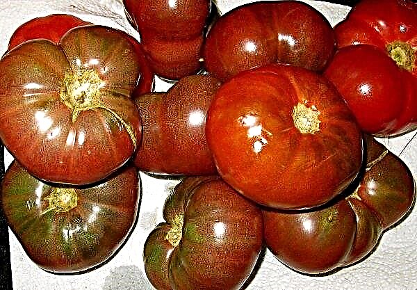 Tomato Chocolate Miracle: egenskaper og beskrivelse av sorten, foto, utbytte, dyrking og stell
