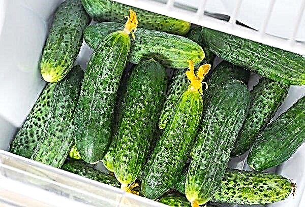 Cucumbers for women: benefits and harms, contraindications, calories, rules for use and storage