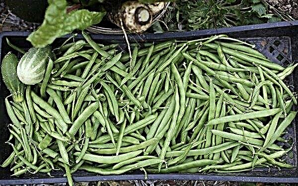 Green beans: health benefits and harms, vitamins, calories
