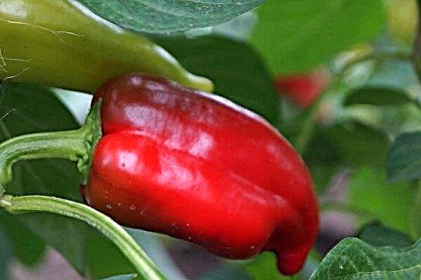 Pepper Pinocchio F1: description and characteristics, cultivation and productivity of a variety, photo