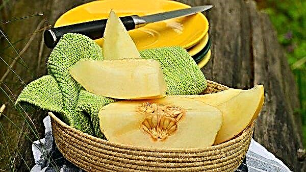 Melon for the body of men: benefits and harms, contraindications, especially consumption