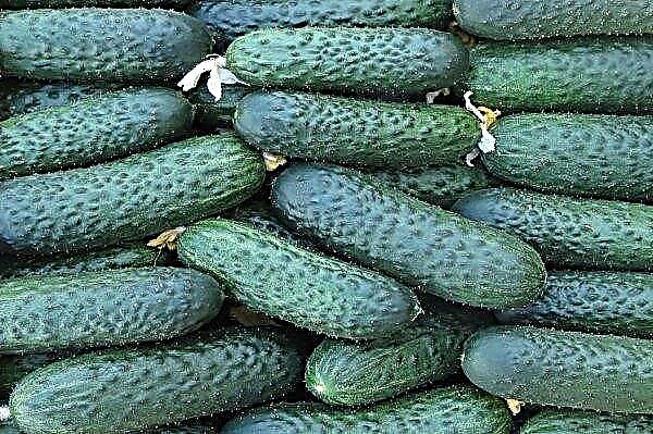 Cucumbers Mullet: description and characteristics of the variety, features of cultivation and care, photo